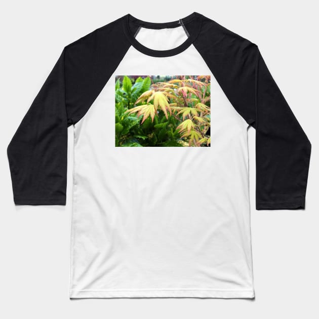 Yellow Maple Leaves Baseball T-Shirt by pinkal